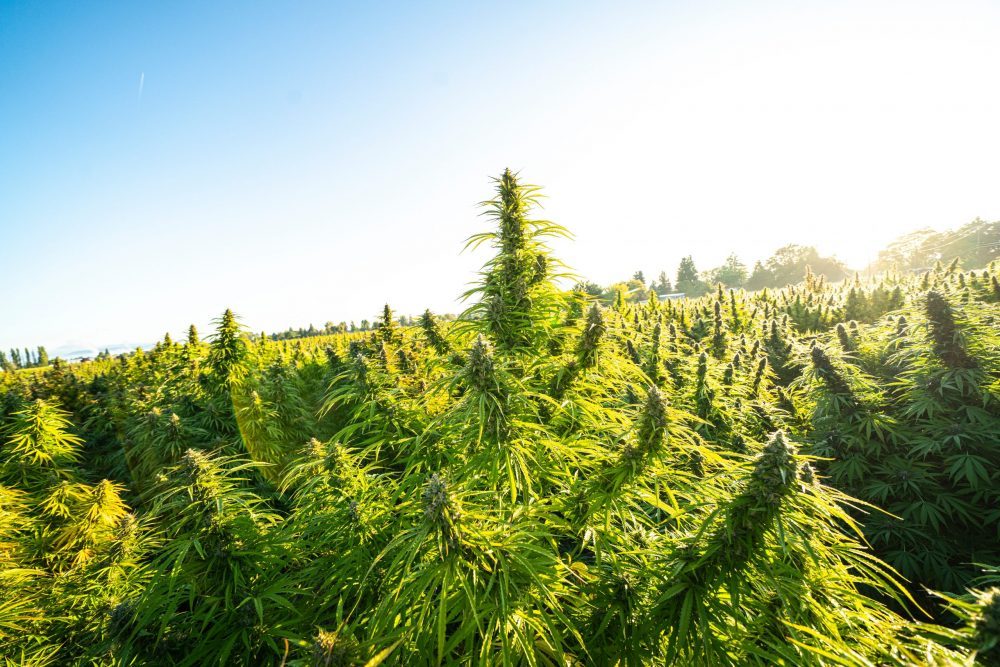 Mexican FDA to authorise Xebra for hemp cultivation