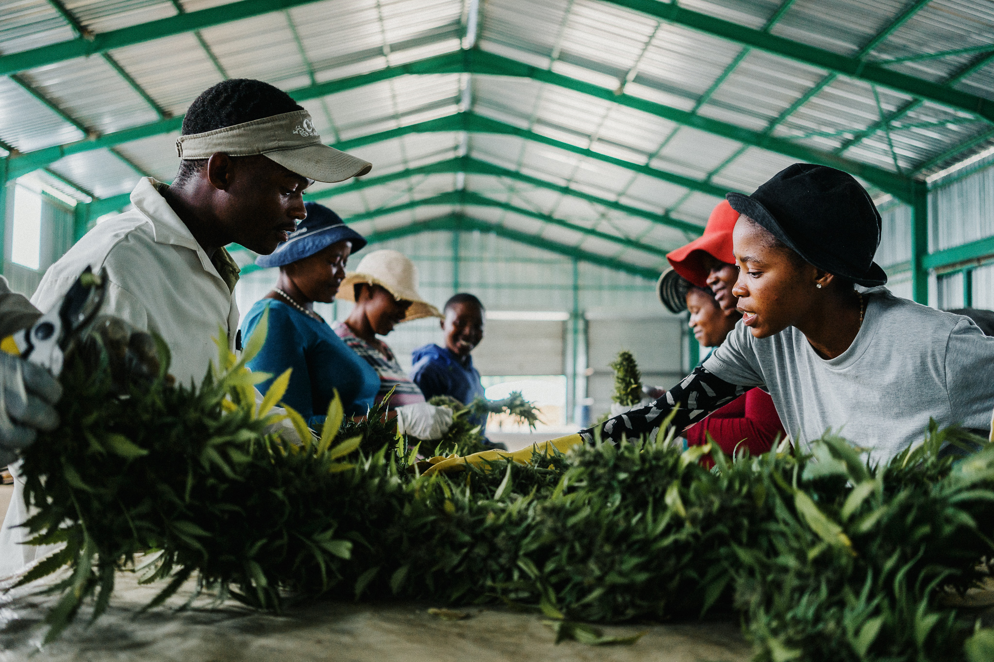 AKANDA's wholly owned subsidiary Bophelo Bioscience, which operates the company’s key cultivation facility in Lesotho, has been taken into liquidation by the country’s high court in what the company is calling a ‘retaliation’ from a disgruntled former director. 