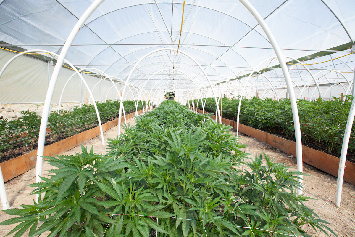 Deregulating cannabis gives UK opportunity after Covid-19 