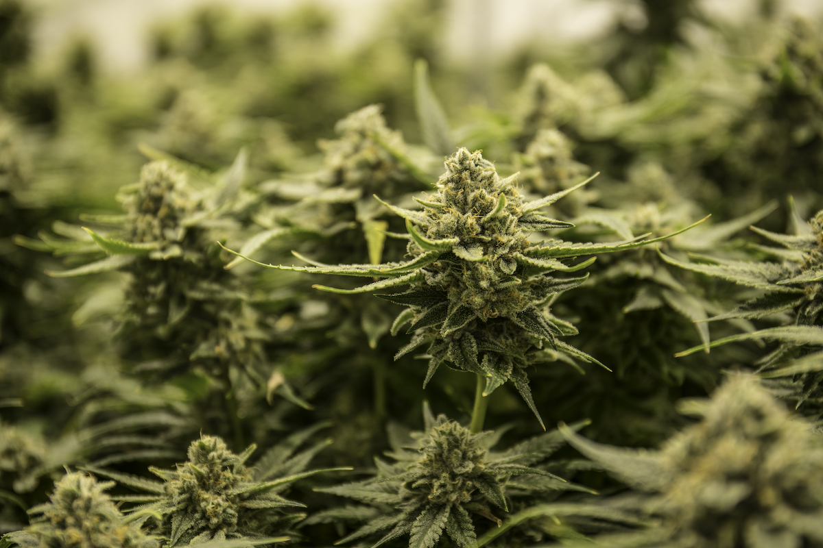 High-THC cannabis cultivation licences now available in Guernsey