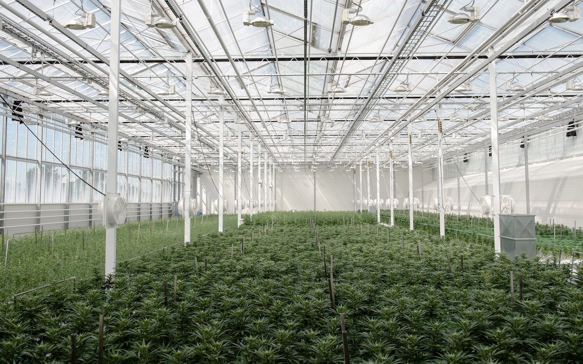Aurora fulfils first product for French medical cannabis program