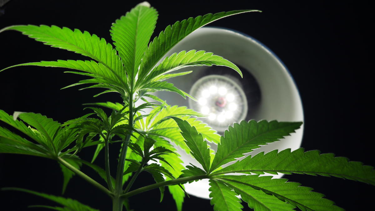 Study on lighting provides important results for cannabis cultivation