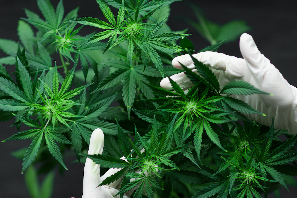 Cannabis standard to support change control process management