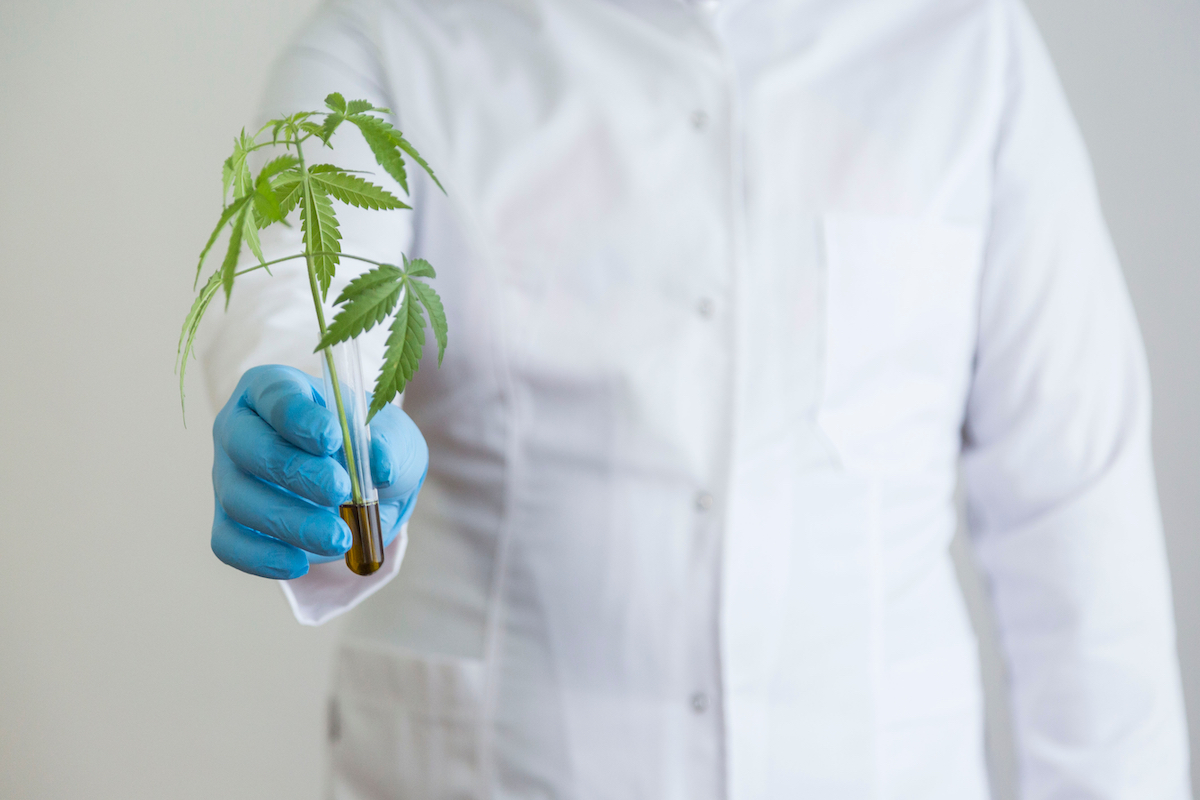 Cannabis genetics to be developed for specific healthcare applications