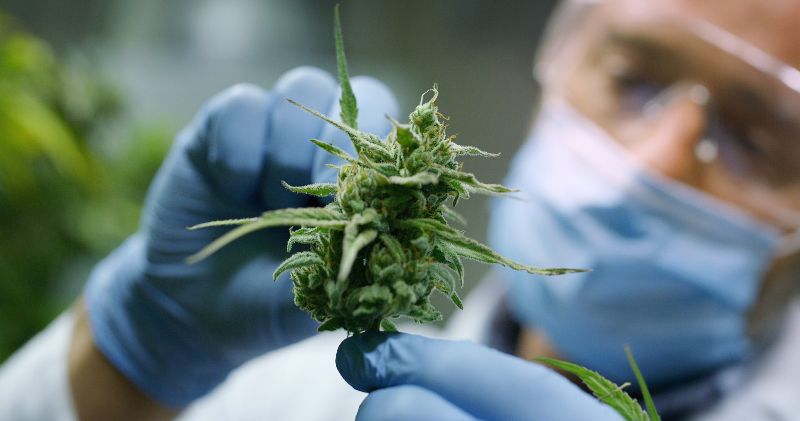 Trichome Pharma receives approval to cultivate cannabis for research
