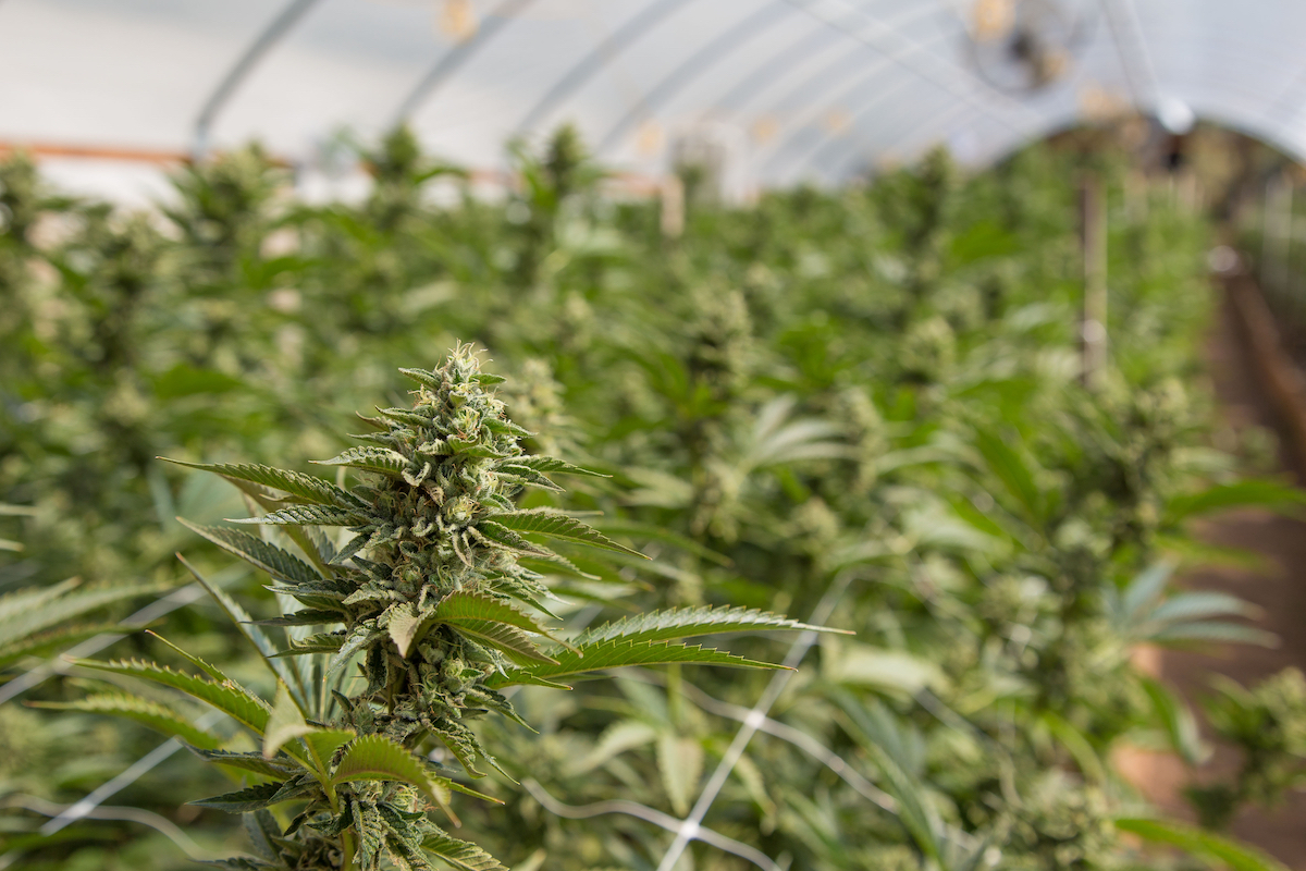 Hellenic Dynamics on track to be first medical cannabis cultivator on LSE
