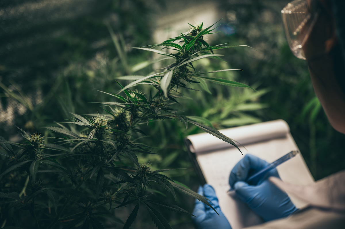 National Underwriter to provide cannabis certifications for insurers