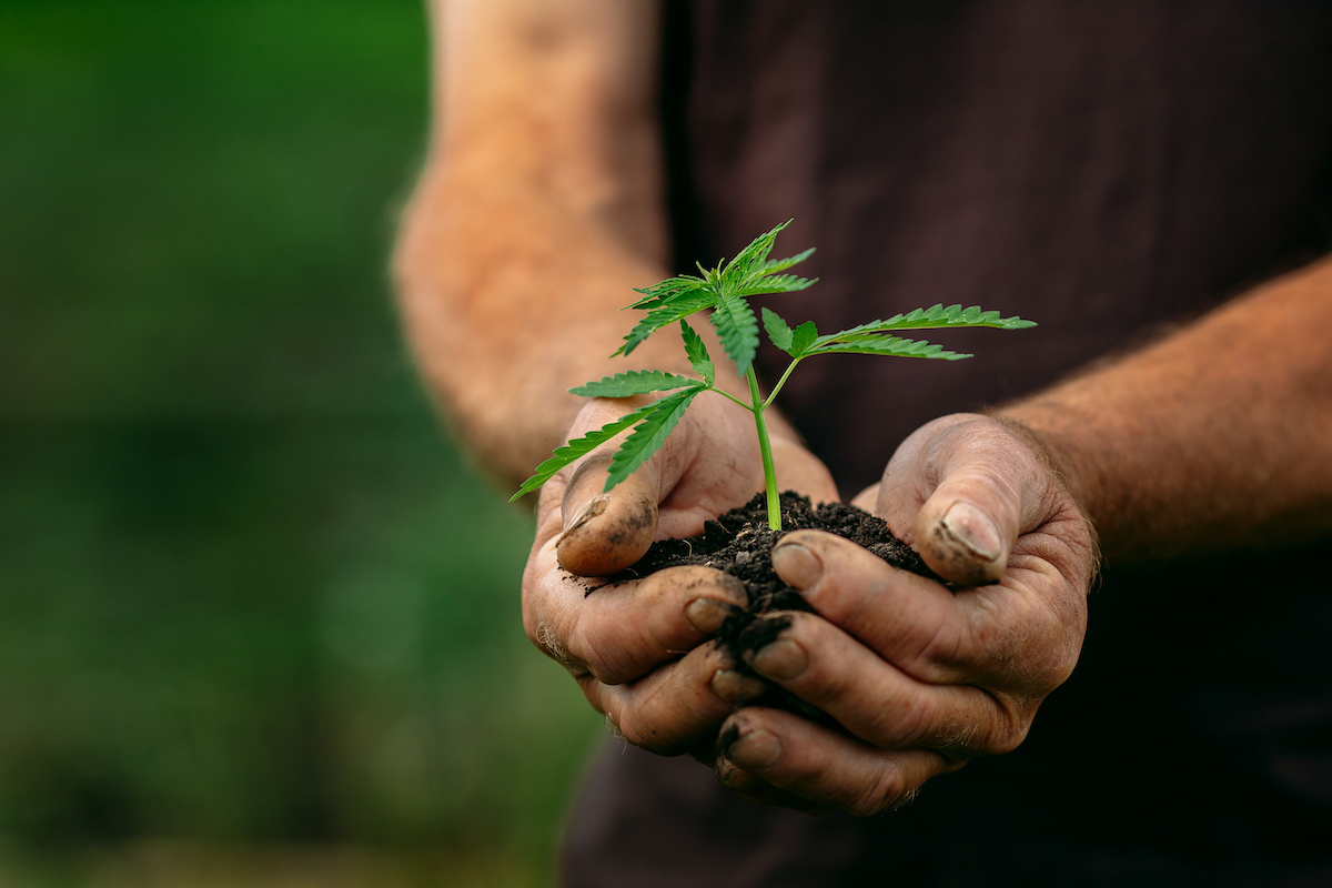 Economic sovereignty for indigenous farmers through cannabis cultivation