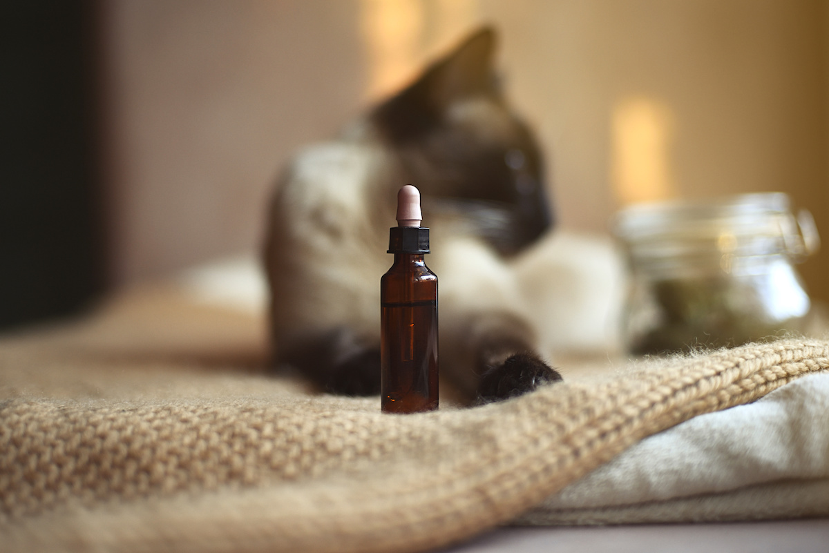 CBD pet product market expected to reach $4.7bn by 2028