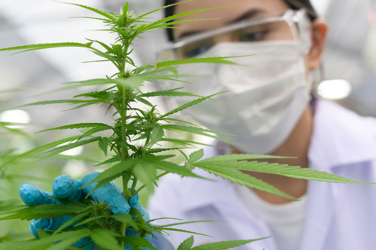 UK’s NCRI endorses research into cannabis for treating cancer pain