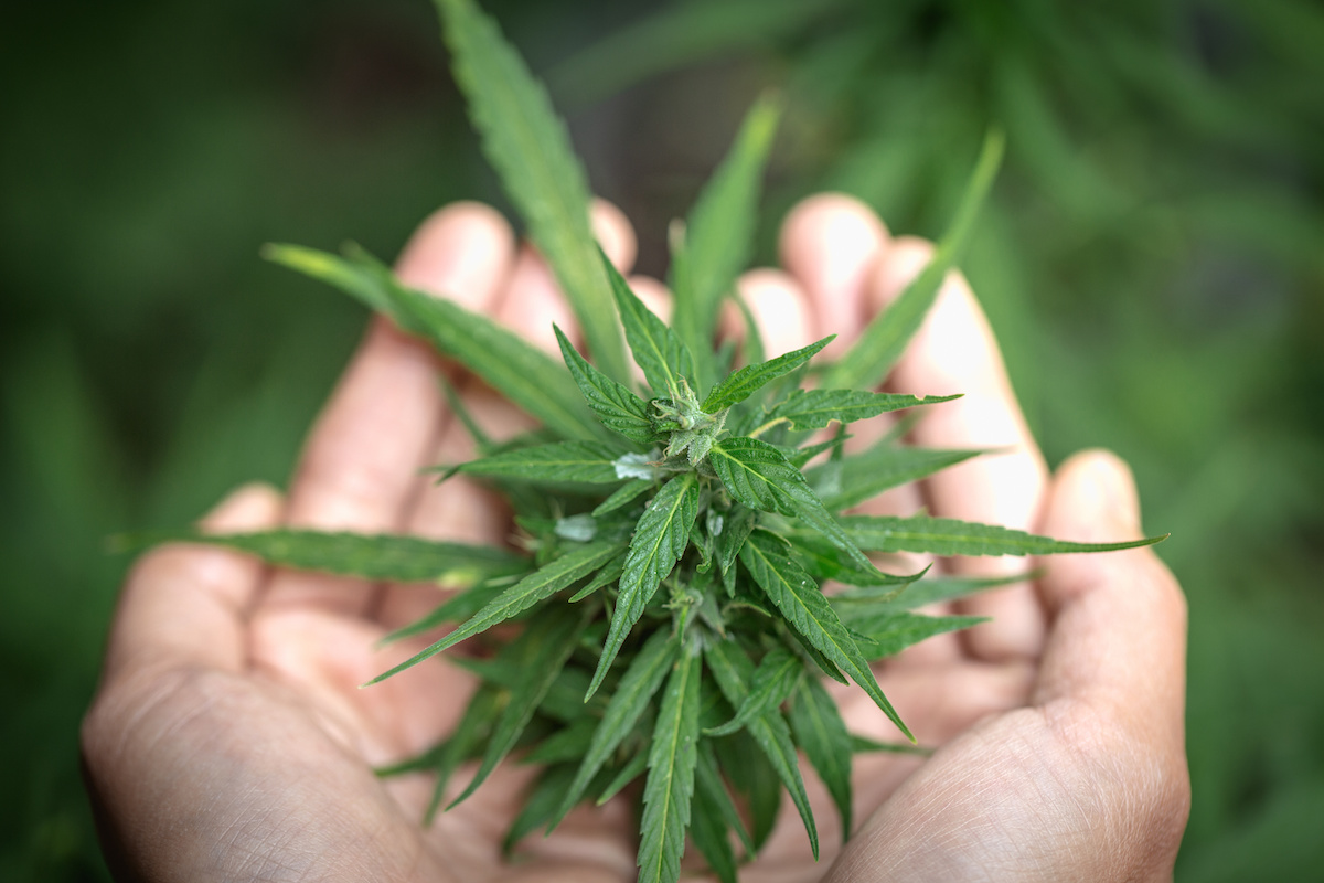 Materia Malta receives licence for commercial cannabis production