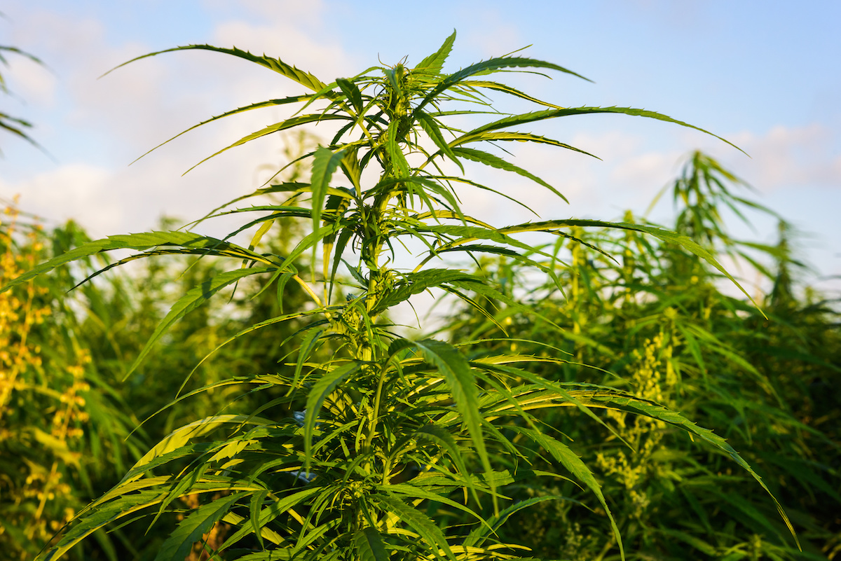 Grow Group and Sanoid Isolates: a cannabis pan-European logistics hub