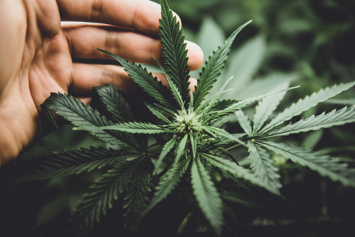 New Frontier Data report explores cannabis growth and market trends