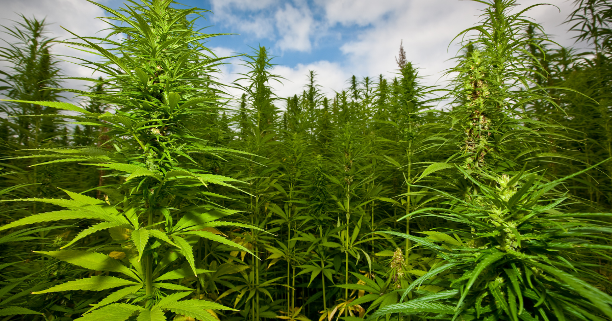 Hemp30: One of the government backed biomass projects