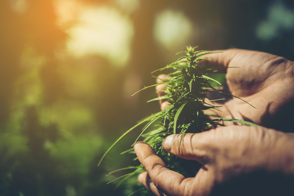 South Africa: A cannabis plant in a person's hands. Regulations and bill