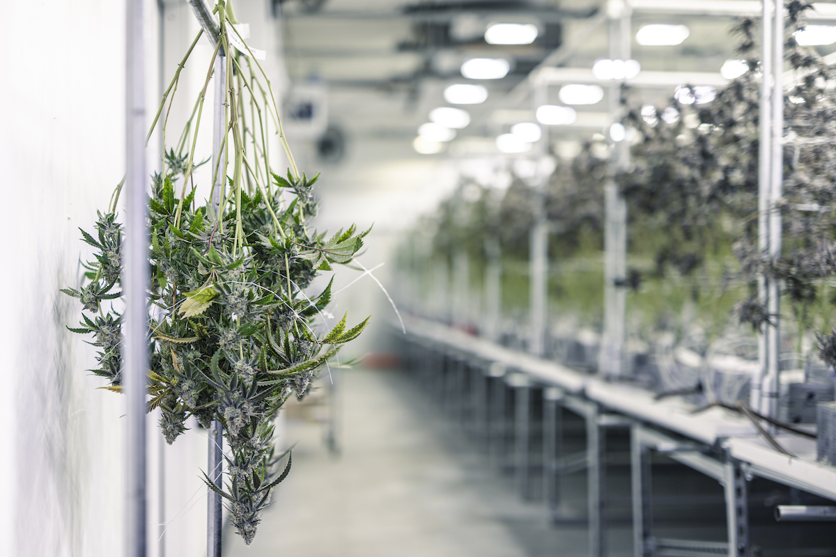 Flora Growth completes cannabis exports to Europe