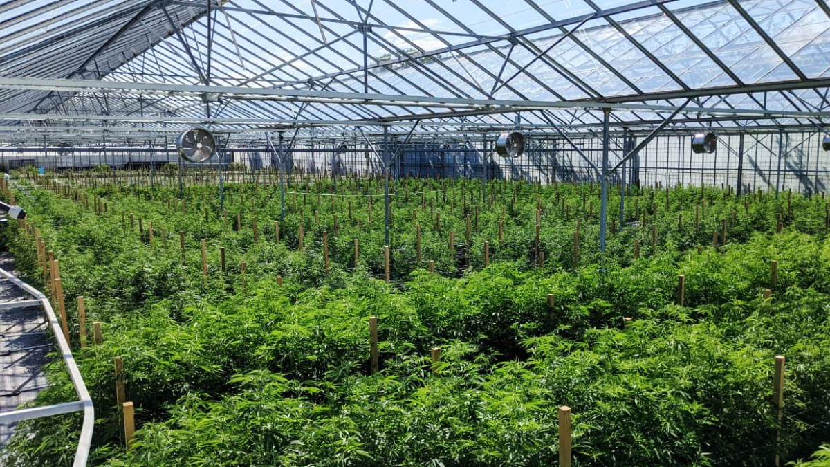 CBD production facility in Guernsey