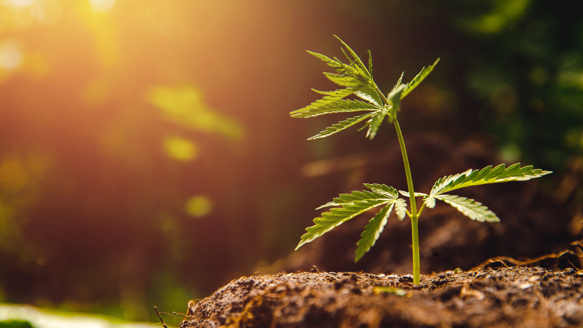 Cannabis growing in south africa as regulations and restictions change thanks to a new bill which will now be fast tracked by the South African President