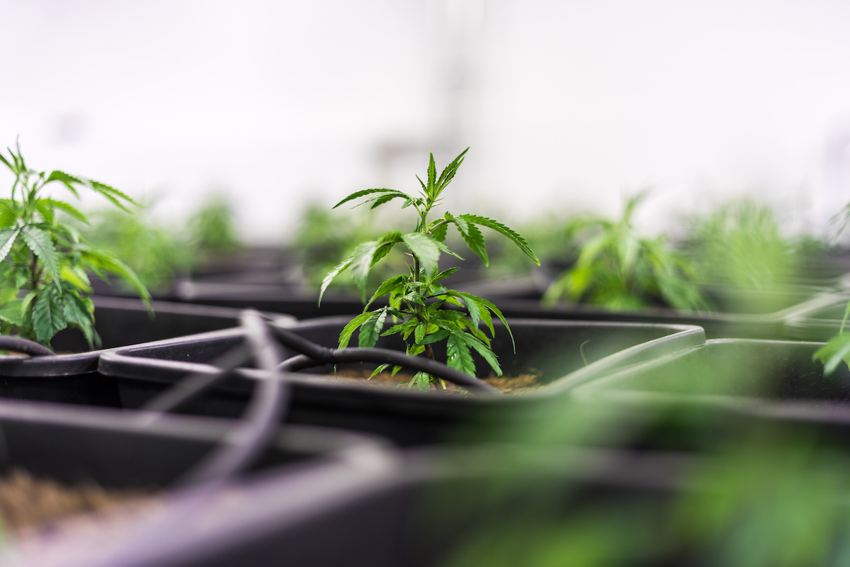 Construction of Tikun’s medical cannabis greenhouse complete