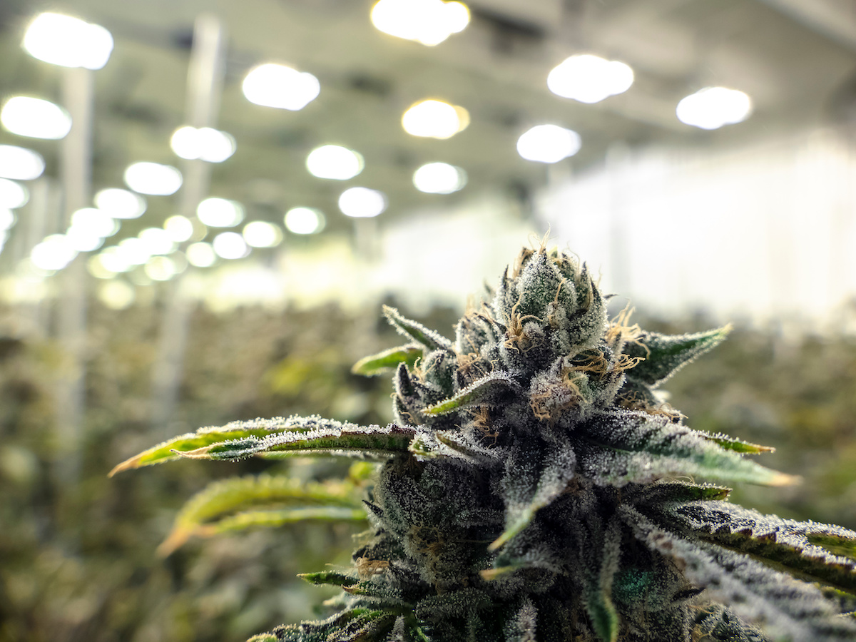 Cannabis cultivation: the artificial lighting minefield