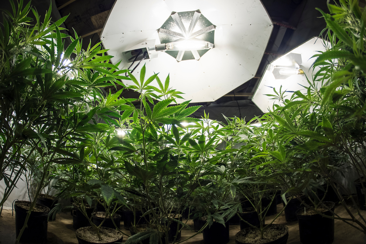 Cannabis cultivation: the additional lighting paradox