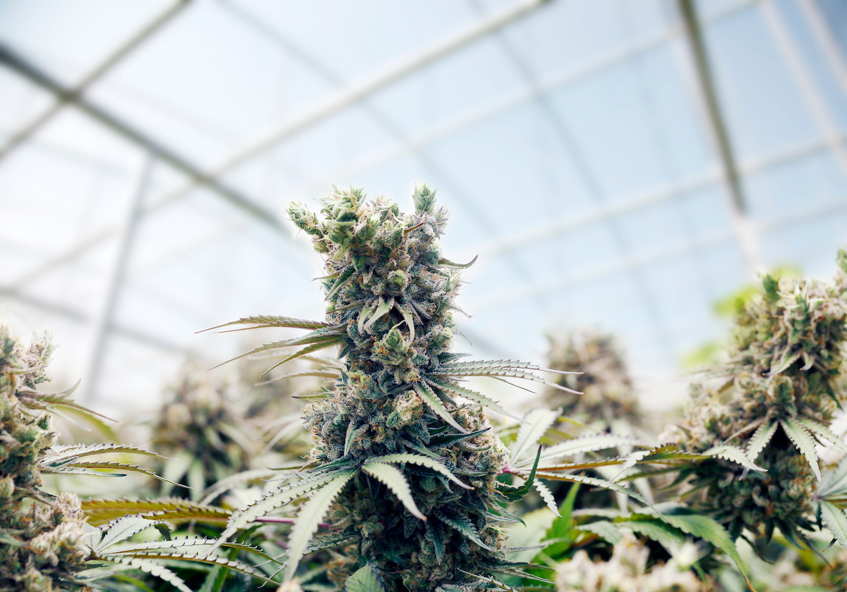 Akanda and Cansativa to supply German patients cannabis flower