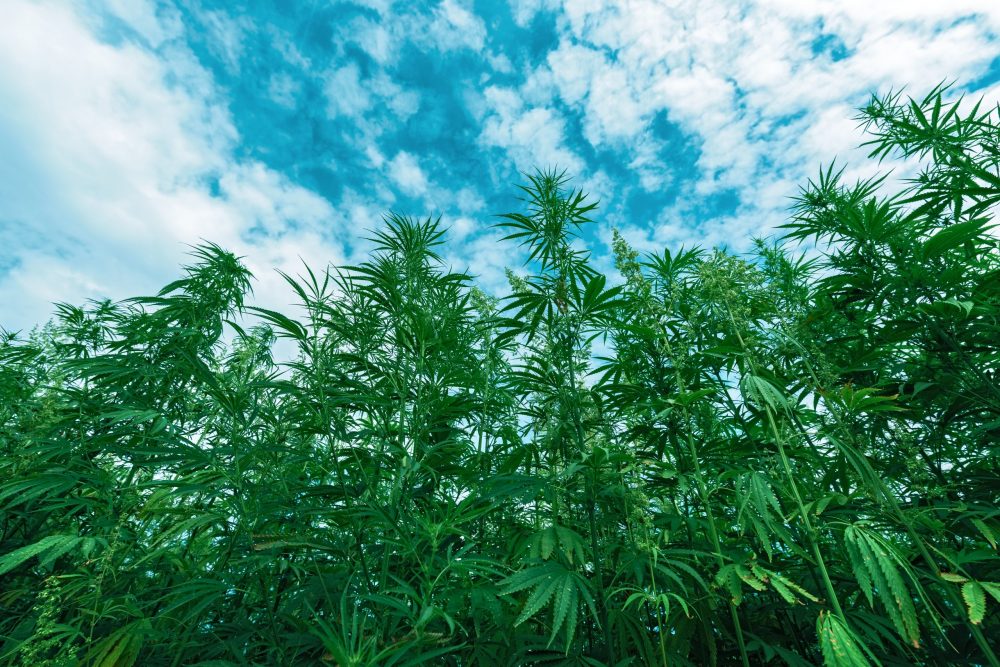 Medcann receives authorisation to grow cannabis in Spain