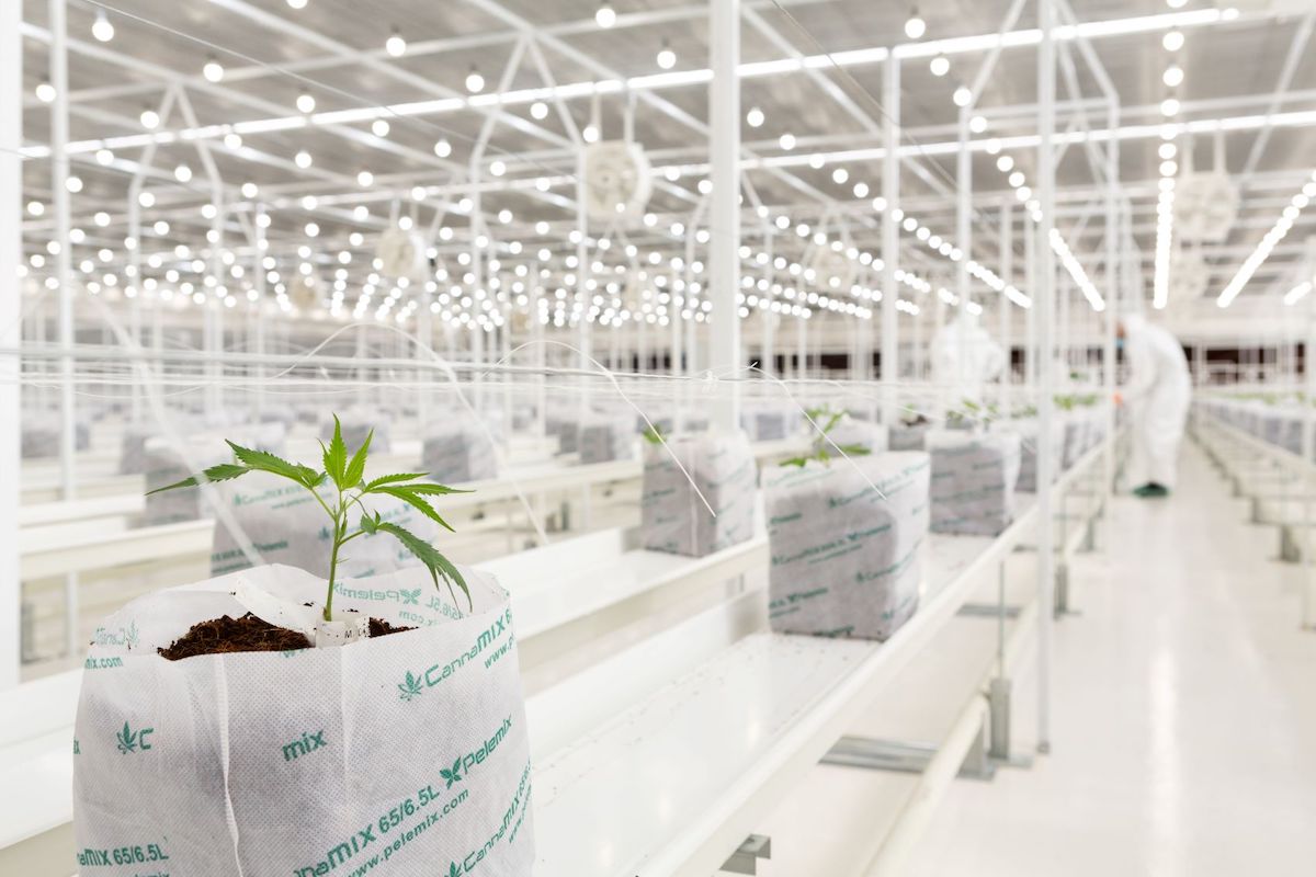Greece welcomes first medical cannabis plants from Israel