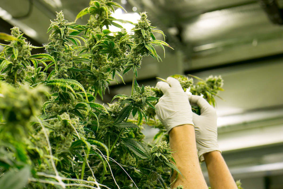 Linnea to expand high THC exports with Swiss licence