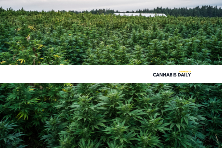 Cannabis plant farm
