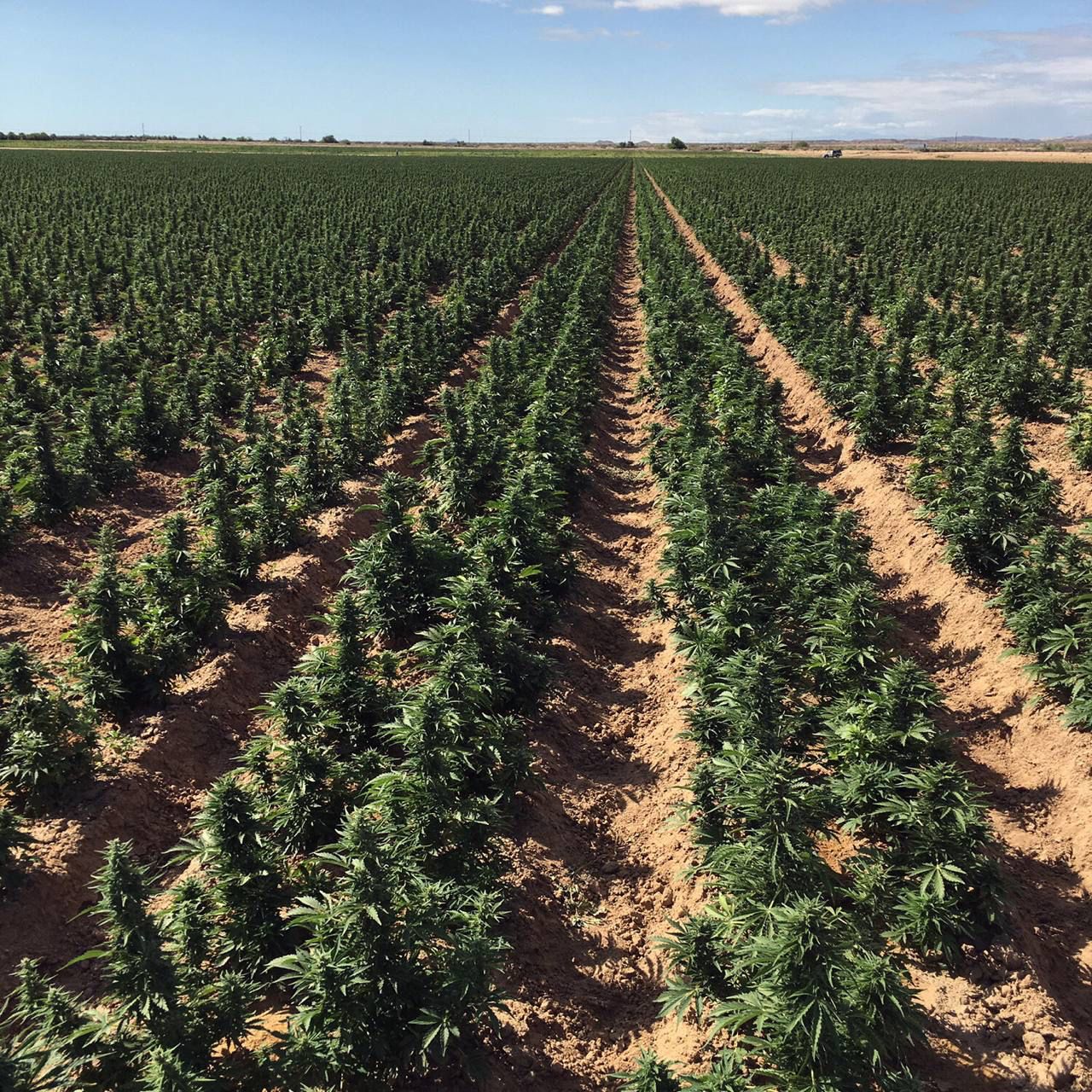 Cannabis plants in fields