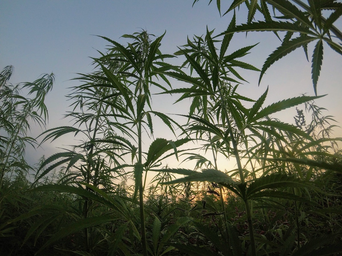 CROP17 ramps up UK cannabis venture offering
