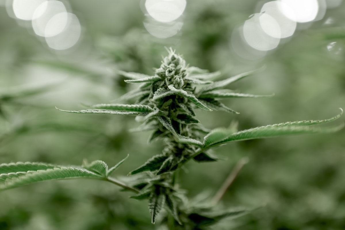 Celadon granted MHRA GMP certification for cannabis API